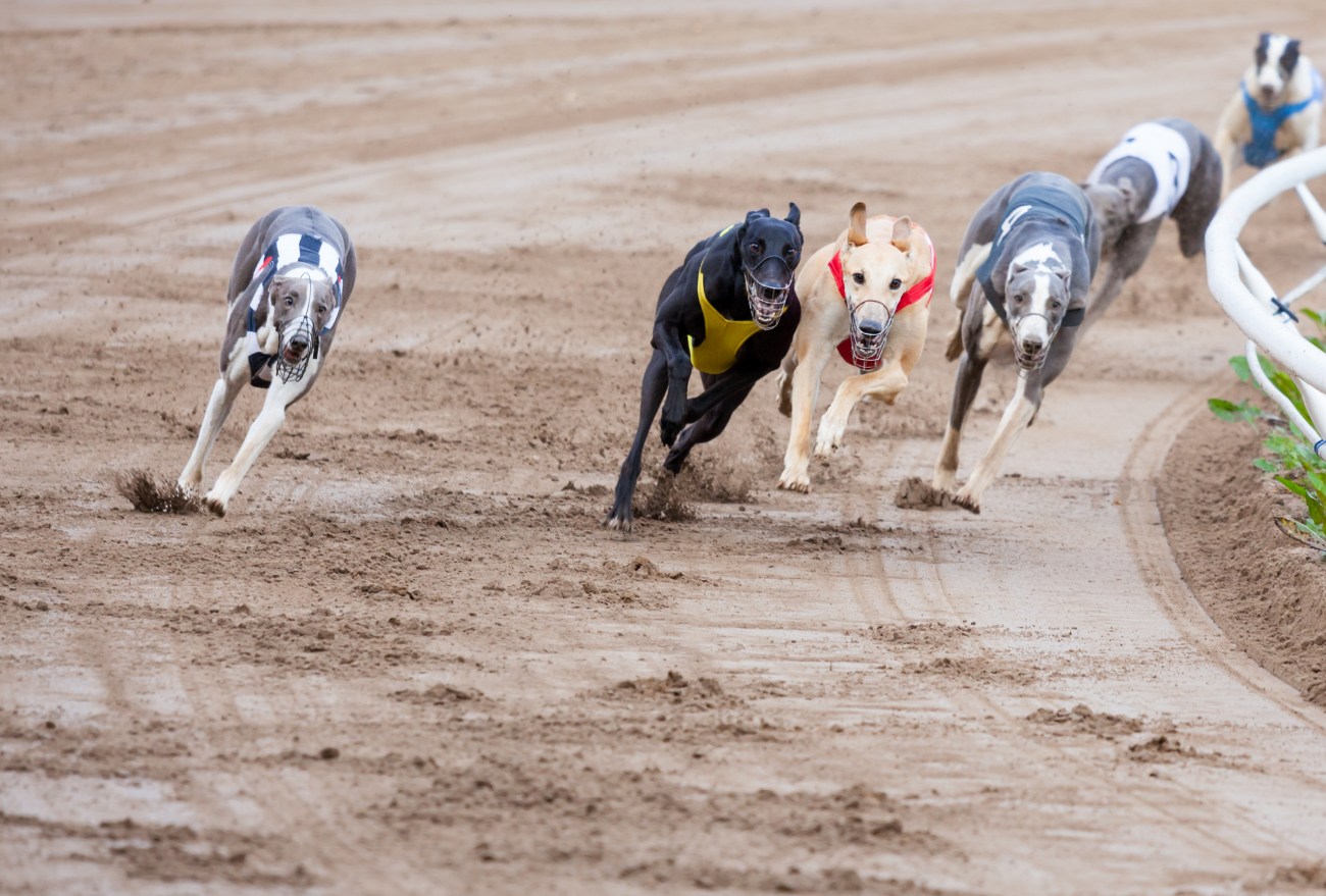 Sancionado Projeto de Lei que proíbe corrida de cães e abandono de animais domésticos em SC