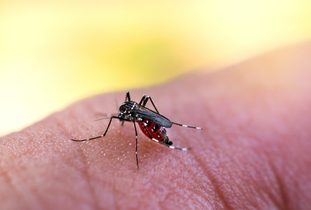Dengue: 173 casos da doença foram descartados, em Itá