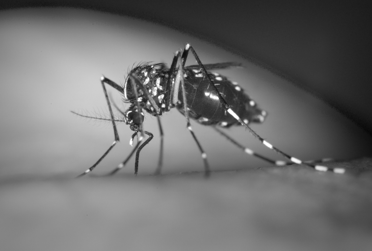 Seara tem dois óbitos suspeitos de Dengue. Os casos estão sendo investigados!