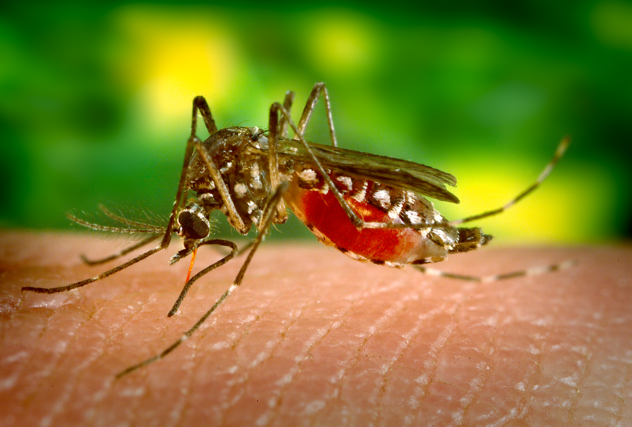 Itá ultrapassa mil casos confirmados da Dengue