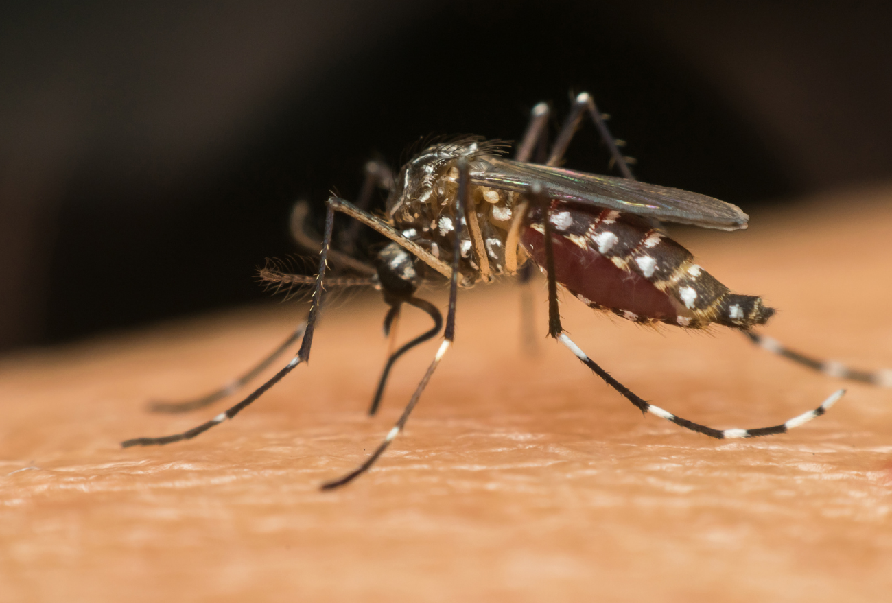 Dengue: em Seara, mais de mil casos da doença já foram confirmados