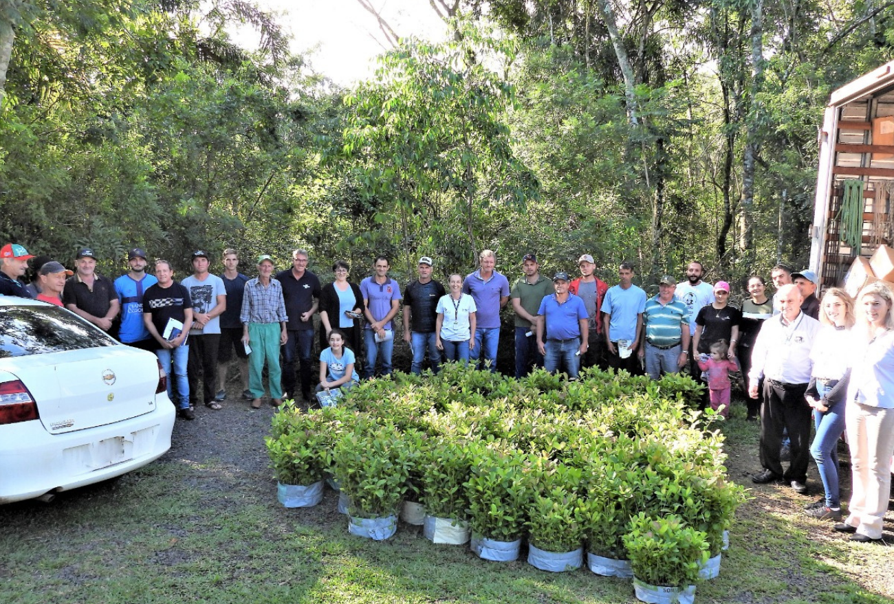 Projeto patrocinado pelo Sicoob Crediauc entrega oito mil mudas de erva-mate