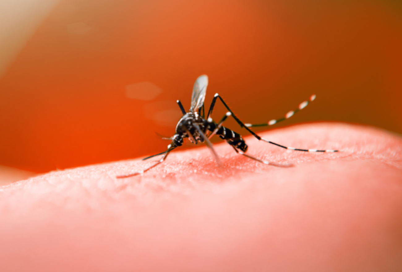 Seara confirma novos casos de Dengue