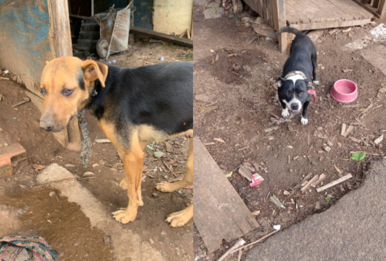 ONG de proteção aos animais de Concórdia realiza resgate de dois cachorros em situação de maus tratos