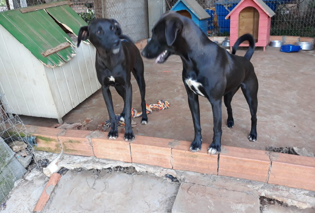 ONG de Seara procura lar para dois cães que estão disponíveis para adoção