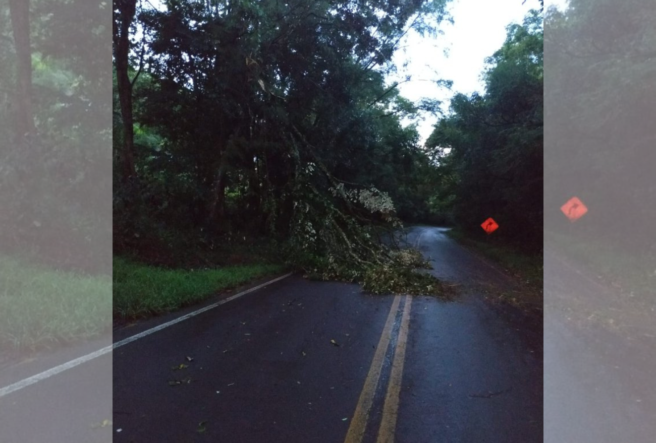 Árvore cai no interior de Arabutã e deixa trânsito interrompido na SC-154