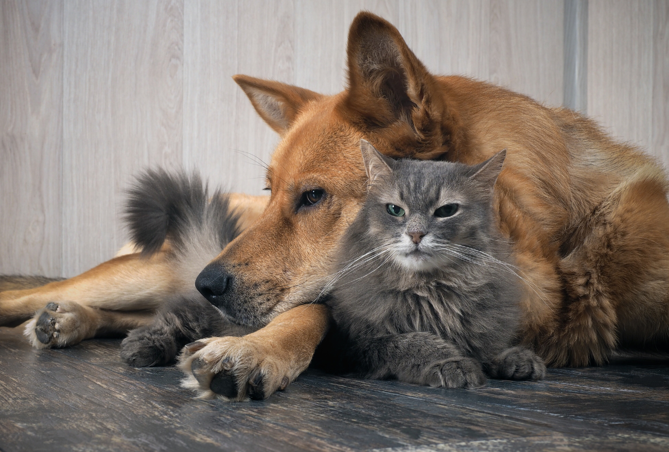 ONG Itanimal promove Campanha de Castração na próxima quarta-feira (15)