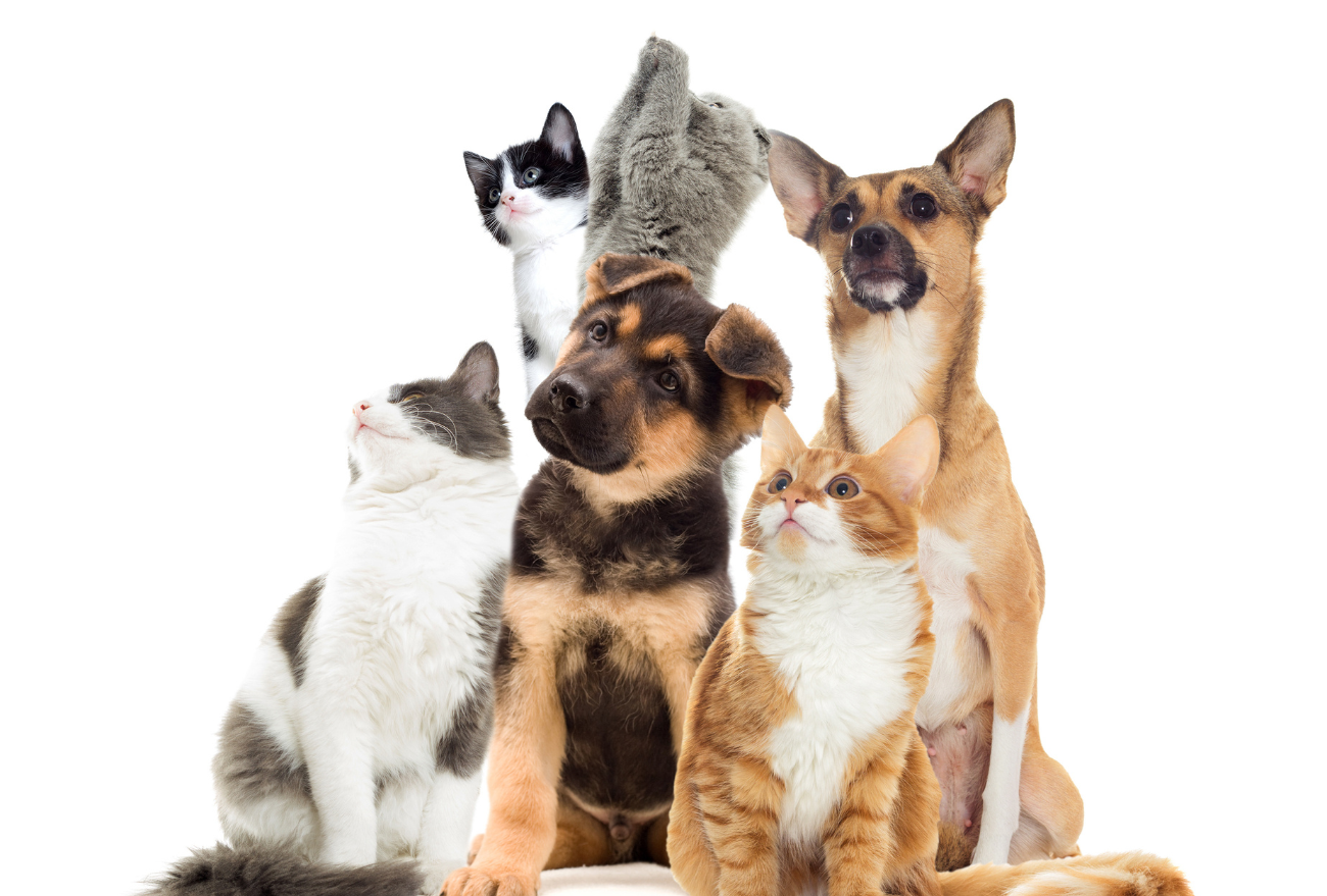 Rifa beneficente da APAAC conta com mais de 70 prêmios