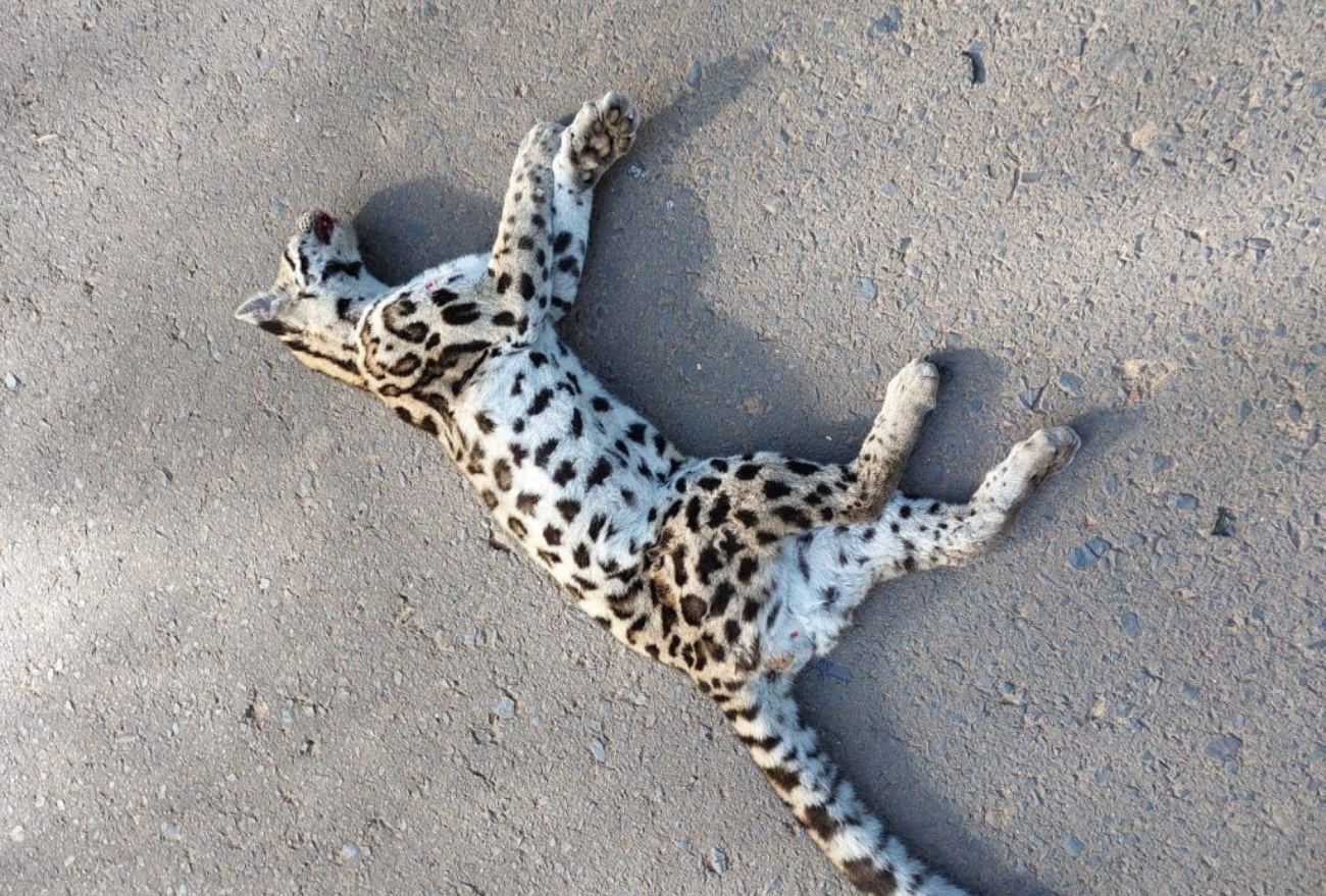 Jaguatirica é encontrada morta proximo à Linha Santa Lúcia, Seara