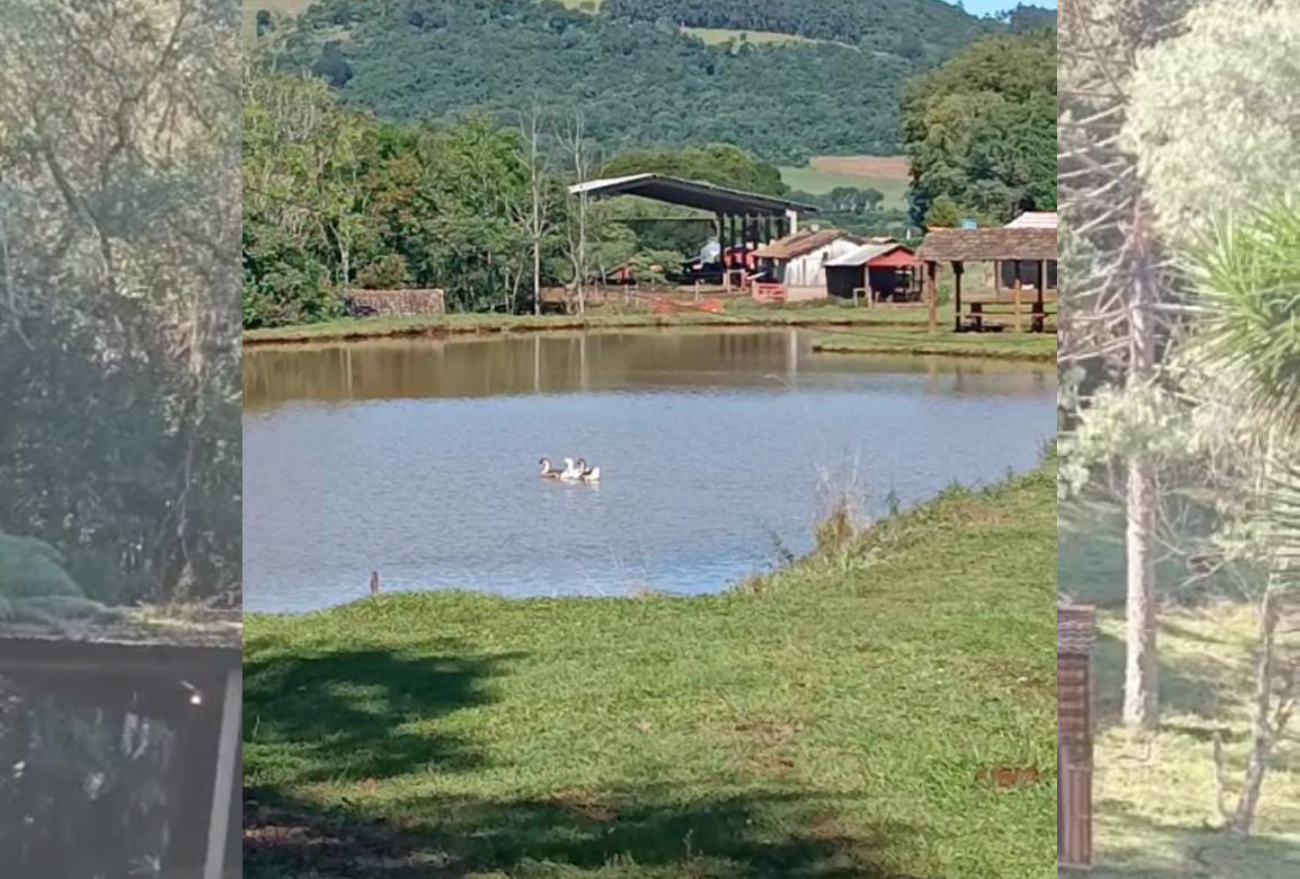 Lance no Campo: conheça o sítio Novo Vale mantido pela família Baldissera, em Faxinal dos Guedes