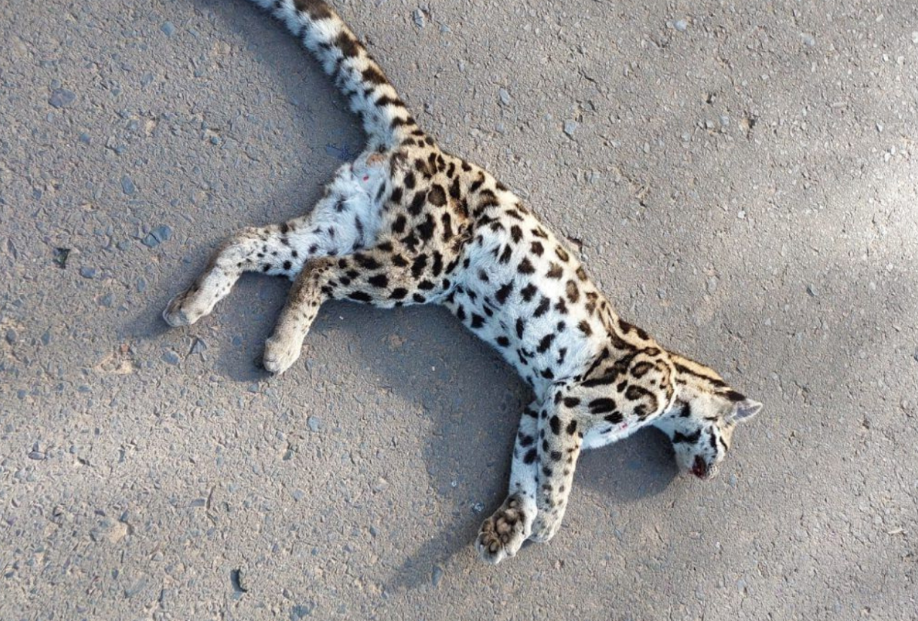 Gato-do-mato é encontrado morto próximo à Linha Santa Lúcia, interior de Seara