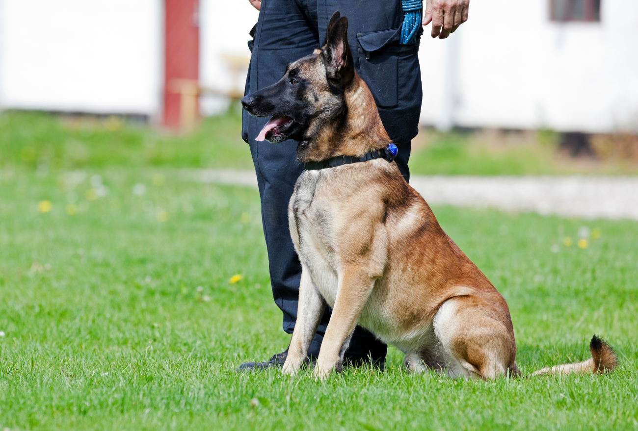 Polícia Civil terá núcleo com cão farejador em Seara
