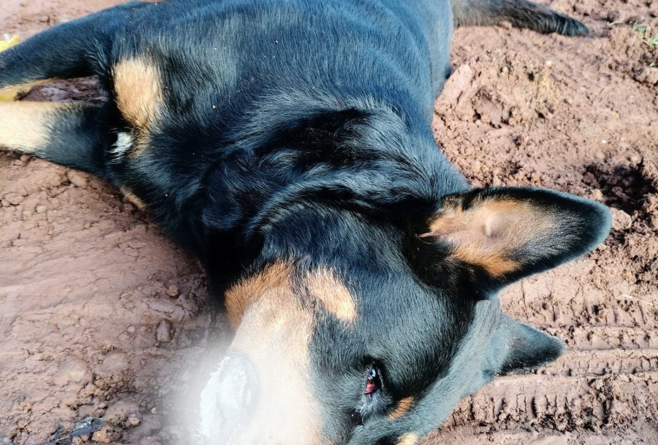 Mais de cinco casos de envenenamento em cães são registrados na linha São Roque, Seara