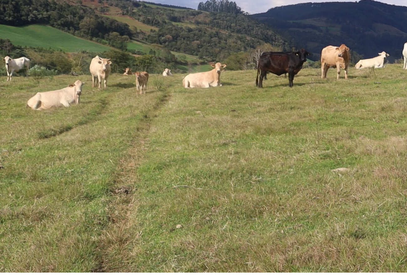 Lance no Campo: família de Seara faz sucesso com produção de