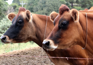 Lance no Campo: conheça a Fazenda Arapari focada na criação de vacas Jersey e produção leiteira