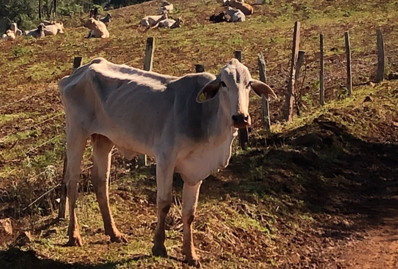 Denúncia: aproximadamente 200 cabeças de gado foram abandonadas e estão passando fome, em propriedade de Xavantina