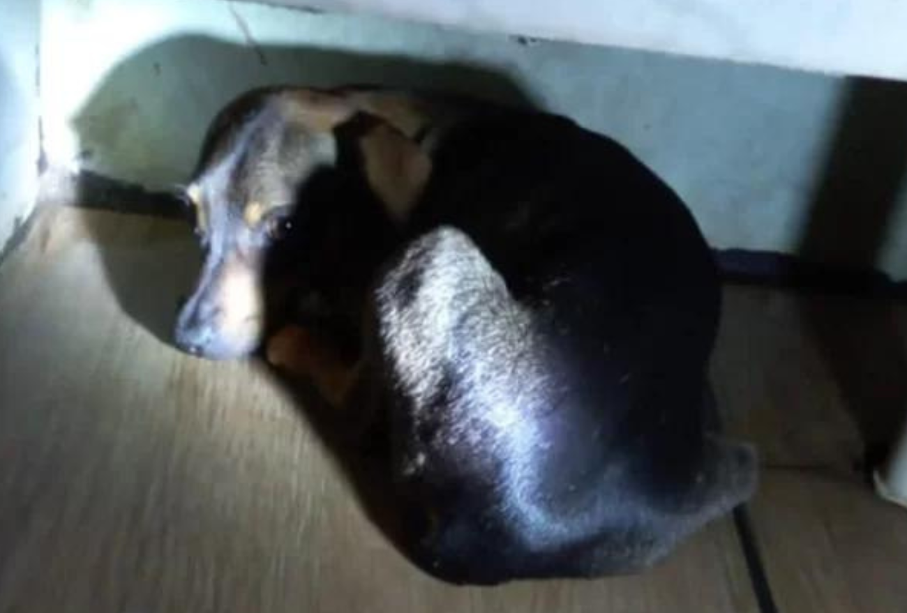 Apaac de Seara realiza vakinha para custear tratamento de cão atropelado e abandonado