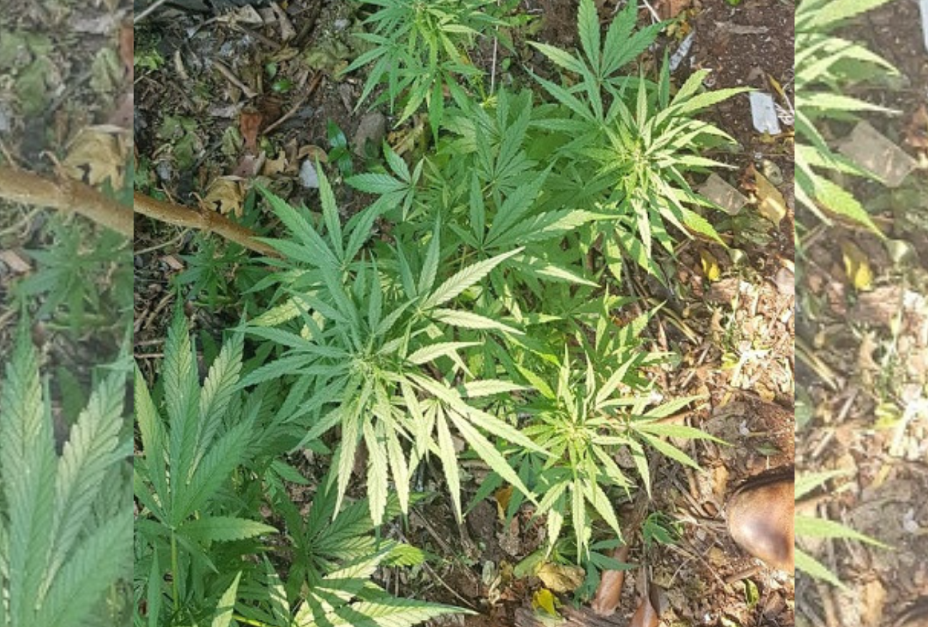 Homem é preso em Lindóia do Sul pelo cultivo de mais de 30 pés de maconha