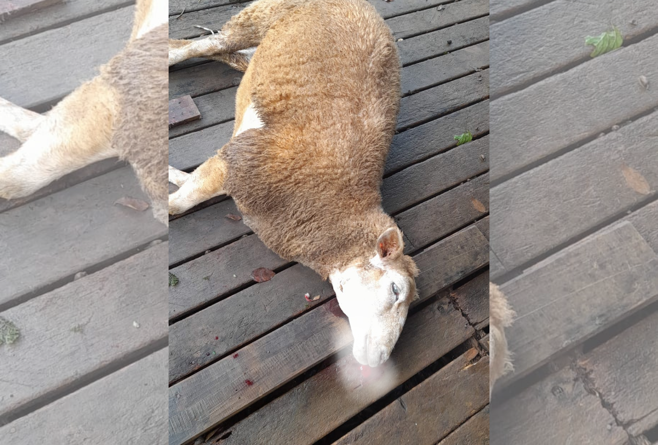 Fotos: mais de 10 ovelhas são mortas após ataque de cães, em propriedade de linha Bernardi