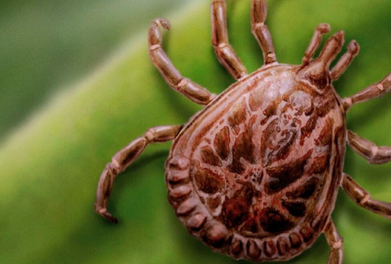 Febre maculosa: conheça os sintomas da doença que vem deixando vítimas fatais por todo o País