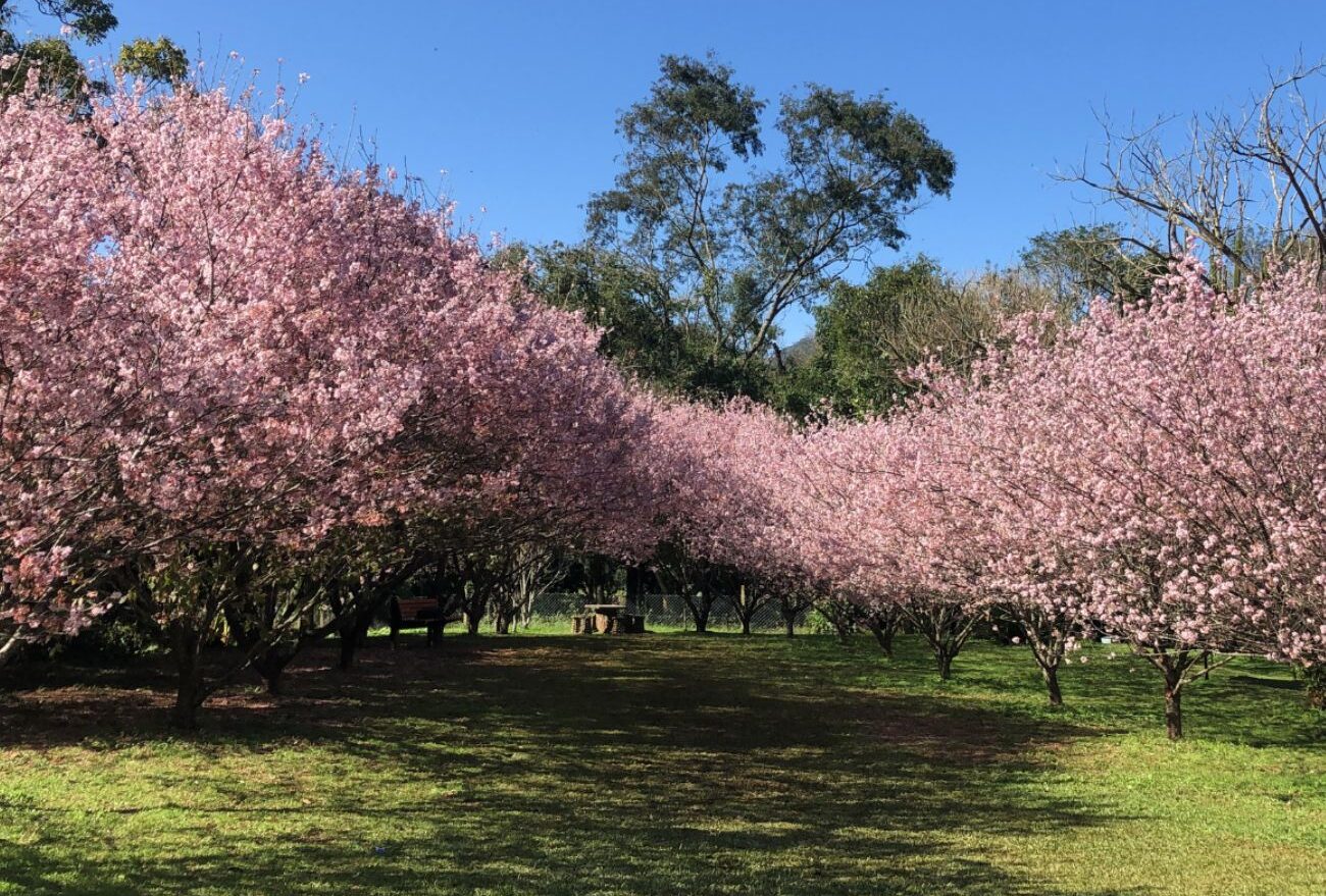 Vídeo: floração das Cerejeiras do Museu Fritz Plaumann é destaque em todo o estado