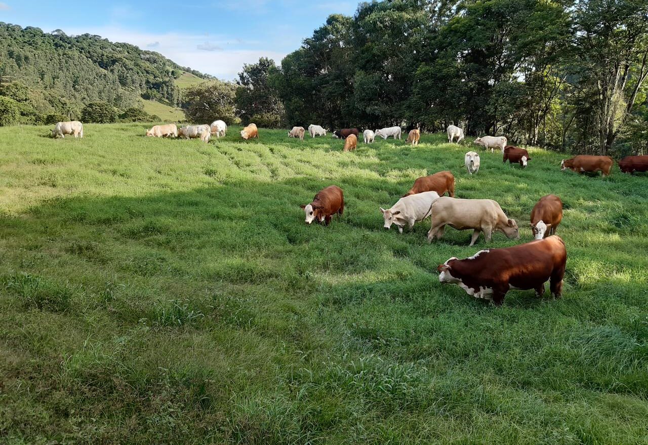 Prefeitura beneficia 680 produtores rurais com sementes de pastagem e de cobertura de solo