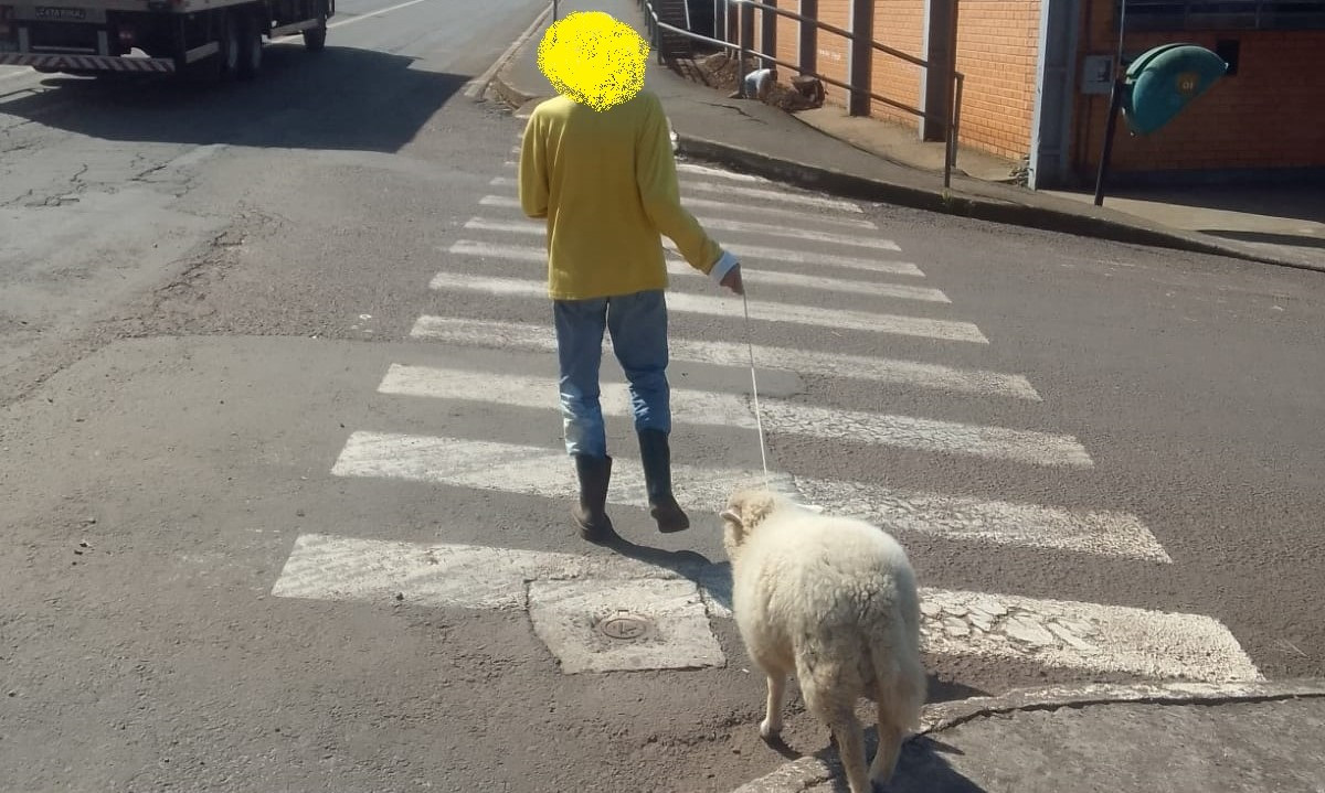 Homem “passeia” com ovelha por Concórdia e cena causa polêmica