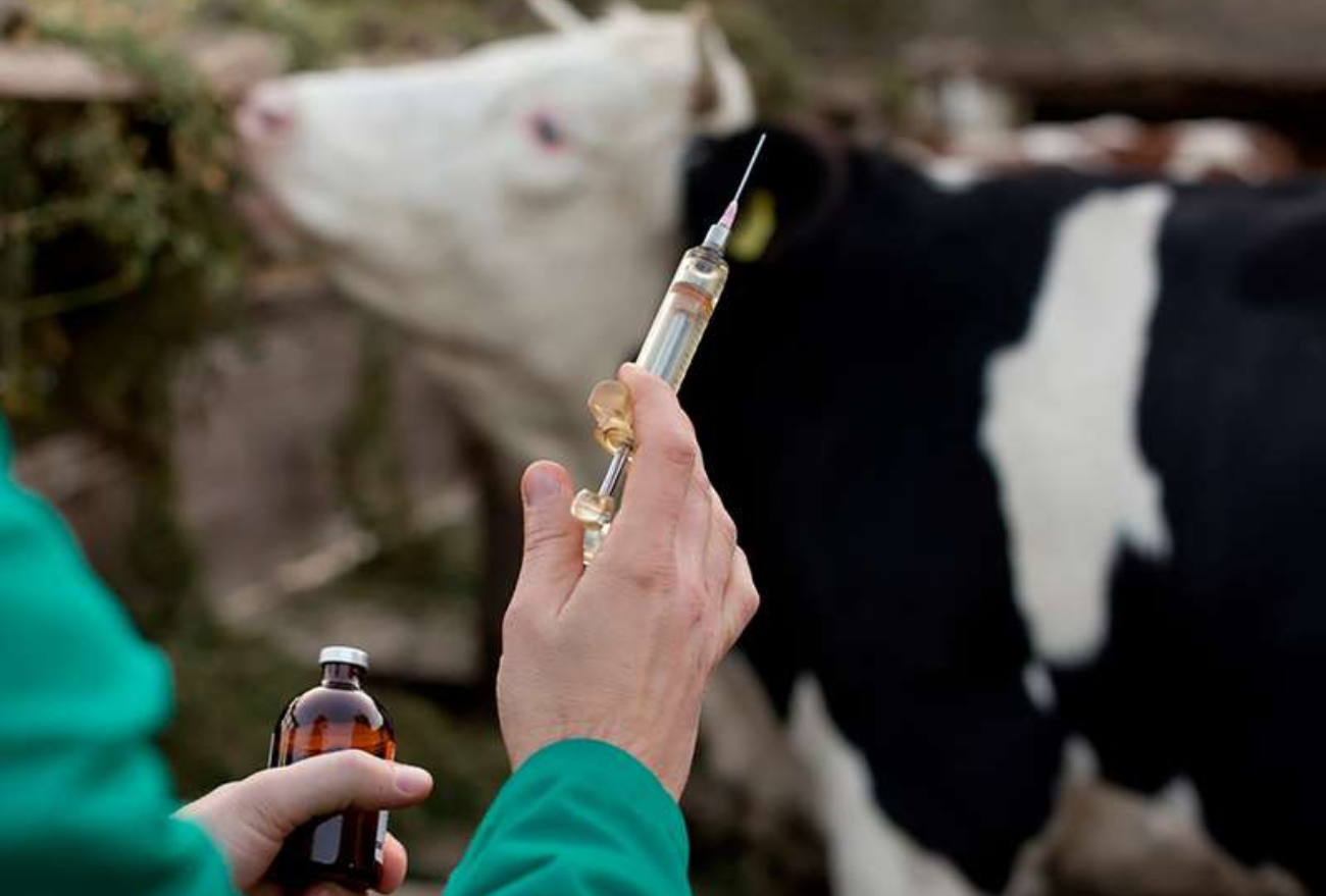 Exames de tuberculose e brucelose contam com subsídio da Prefeitura e Secretaria de Agricultura de Seara