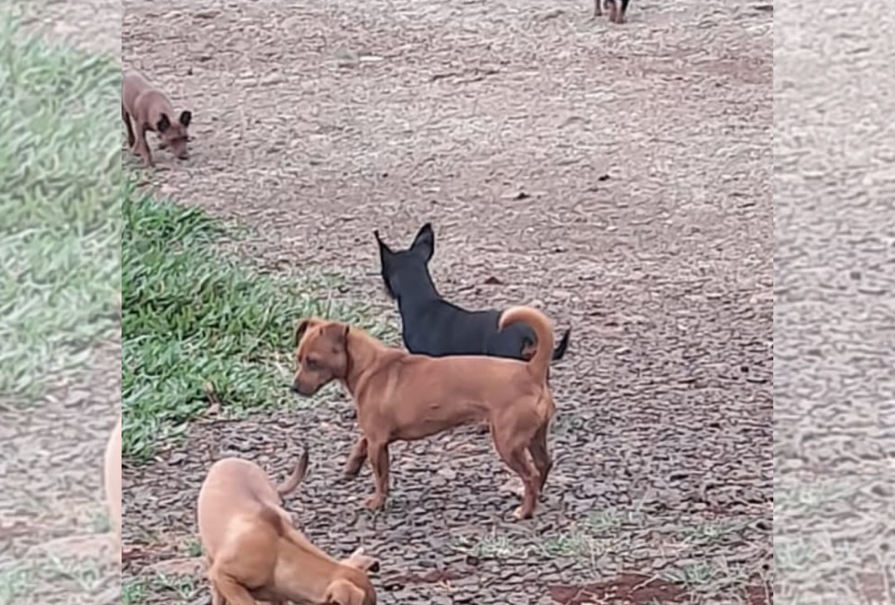 Moradores de Linha Dom Pedro encontram cinco cachorrinhos abandonados