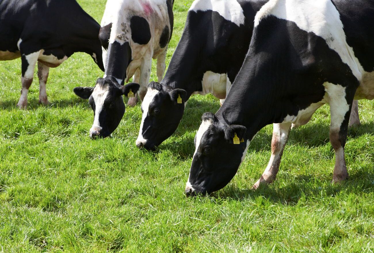 PecJovem: projeto pretende impulsionar a produção de leite a base de pasto na região
